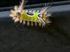 The crazy caterpillar in question (Do you know what it is? I don't!)