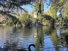 Black Swan at a garden by my school