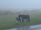 The Dartmoor ponies!