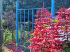 Beautiful Clerodendrum paniculatum, or "pagoda flower"