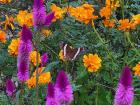 Butterfly garden on the way to Puntarenas