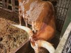 Longhorn on the way to Puntarenas