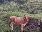 A bull I passed on the way to the bus-- thankfully there was a fence