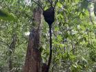 Giant termites nest up in the tree