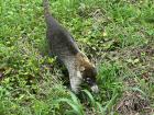 Coati sighting in La Fortuna