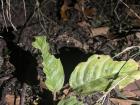 The remains of a leaf left behind by the ants