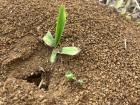 Tiny zompopos marching to their ant hole