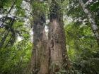 A giant tree in Arenal National Park