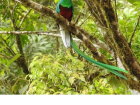 A Quetzal in La Paz-- they're easy to spot with their long tails!