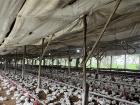 I recently visited a chicken farm (don't show this to Marielos' chicken)!