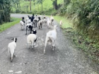 Went for a bike ride and ran into this herd of goats!