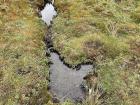 The marshy hike with plants that looked like underwater creatures.