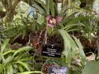 This is a Dracula orchid and it is named after the vampire because of its long, fang-like petals