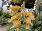 I visited the Botanical Gardens in Quito to see their orchid exhibit