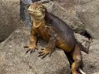 A yellow iguana from North Seymour Island.