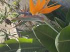 Bird of Paradise is a famous indigenous flower to South Africa