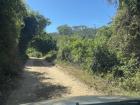 The bush is thick in Gqeberha, South Africa; many creatures lurk stealthily in the dense foliage
