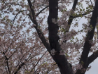 I love walking from school because these cherry blossom line the street