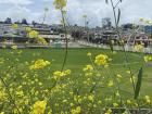 Blooming flowers on my university campus