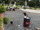 The crested caracara scavenging through a trash can outside of the cafeteria