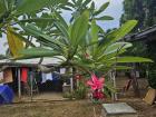 The pink plumeria flowers