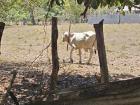 One of the calves I saw passing by... sometimes they're very friendly, but this one was a little shy!