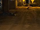 At night, both the wild cats and dogs come out into the street
