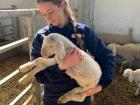 Federica at a goat and sheep farm for an internship