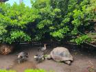 Turtles at the famous Oceanogràfic in Valencia, Spain. The Oceanogràfic is the largest aquarium in Europe!