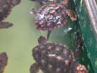 Turtles recovering from medical operations at the famous Oceanogràfic in Valencia, Spain