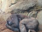 A sleeping gorilla at the Bioparc in Valencia, Spain