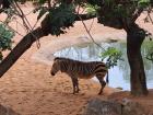 A zebra at the Bioparc in Valencia, Spain