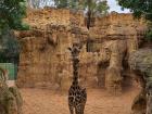 A giraffe at the Bioparc in Valencia, Spain