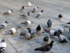 Have ever seen thins this many pigeons?