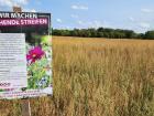 A "blühende streifen" (flower strip) planted by farmers in my neighborhood to promote biodiversity and encourage butterflies and bees to pollinate 