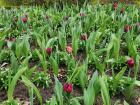 Tulips at Parc du Cinquantenaire