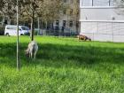 Goats being used to trim and weed the lawn of a local business, as opposed to a gas-powered mower