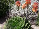 Beautiful spiral aloe! 