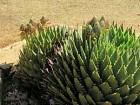 A large aloe that is the size of a bush!