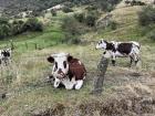 Some cute cows we came across during the Ocetá hike