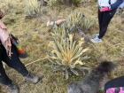 A different type of frailejone than the ones previously pictured--this type had flowers and was very soft! 