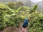 My first time on a coffee farm--it rained the entirety of my visit, but I loved it!