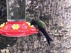 We made our way to the hummingbird reserve in the park--my first time seeing a hummingbird, and I couldn't believe how small they were