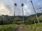 Quindio wax palms!