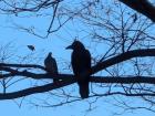 Crow next to a mourning dove--look at that size difference!