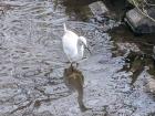 Egret in the river looking for food!