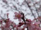 Up close look at a sakura tree starting to bloom 