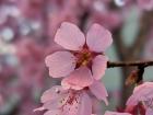 A unique sakura blooming where you can clearly see the different petal sections