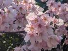 Sakura in bloom--look at the pastel pink!