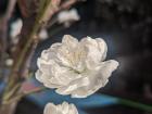 A close up look at a white sakura flower